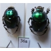 Proagoderus rangifer (Klug, 1855) pair Tanzania36a